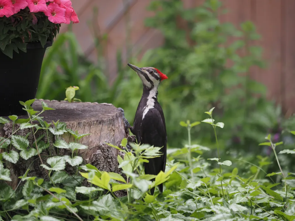 a woodpecker on a stump