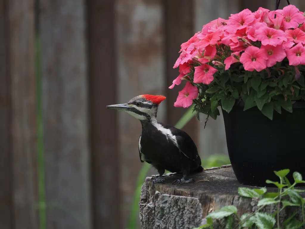 a woodpecker on a stump by a flower pot