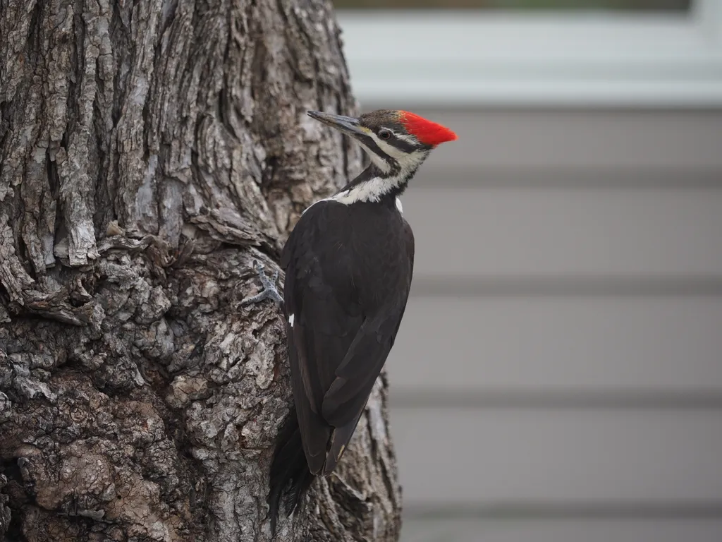 a woodpecker in a tree