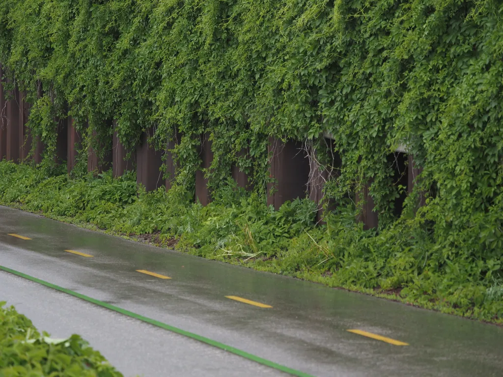 vines growing on a metal wall