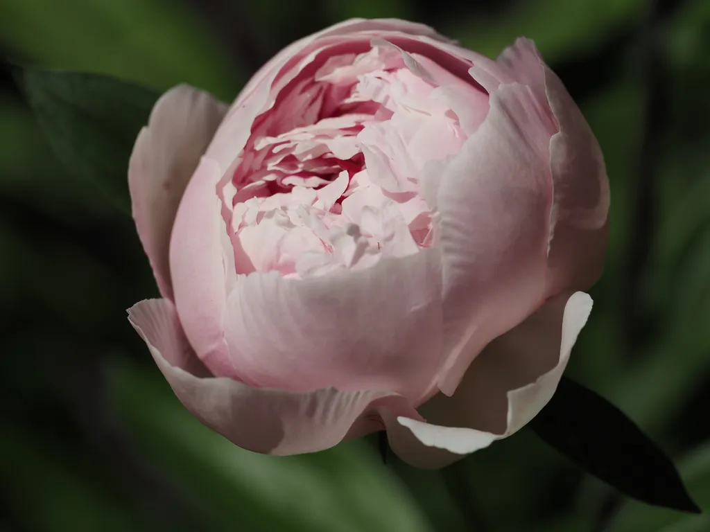 a pink flower getting ready to bloom