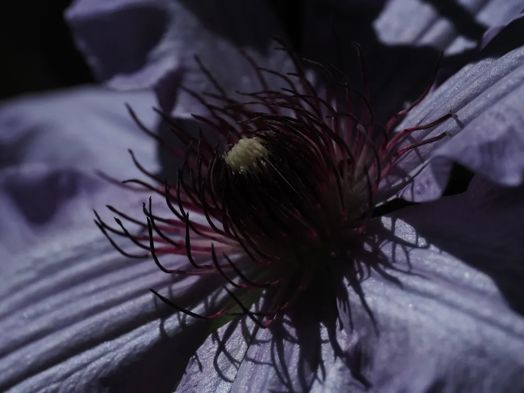 a close-up of a purple flower with a spiny center