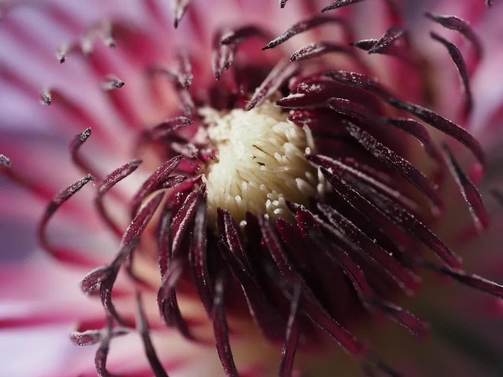 a close-up of a purple flower with a spiny center