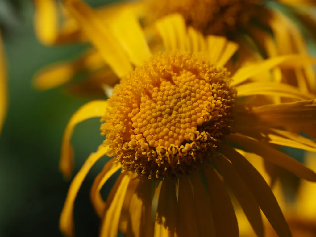 a yellow flower