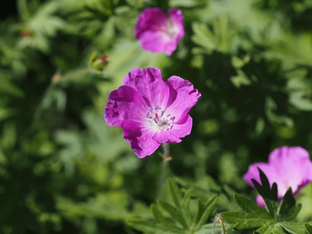 small pink flowers