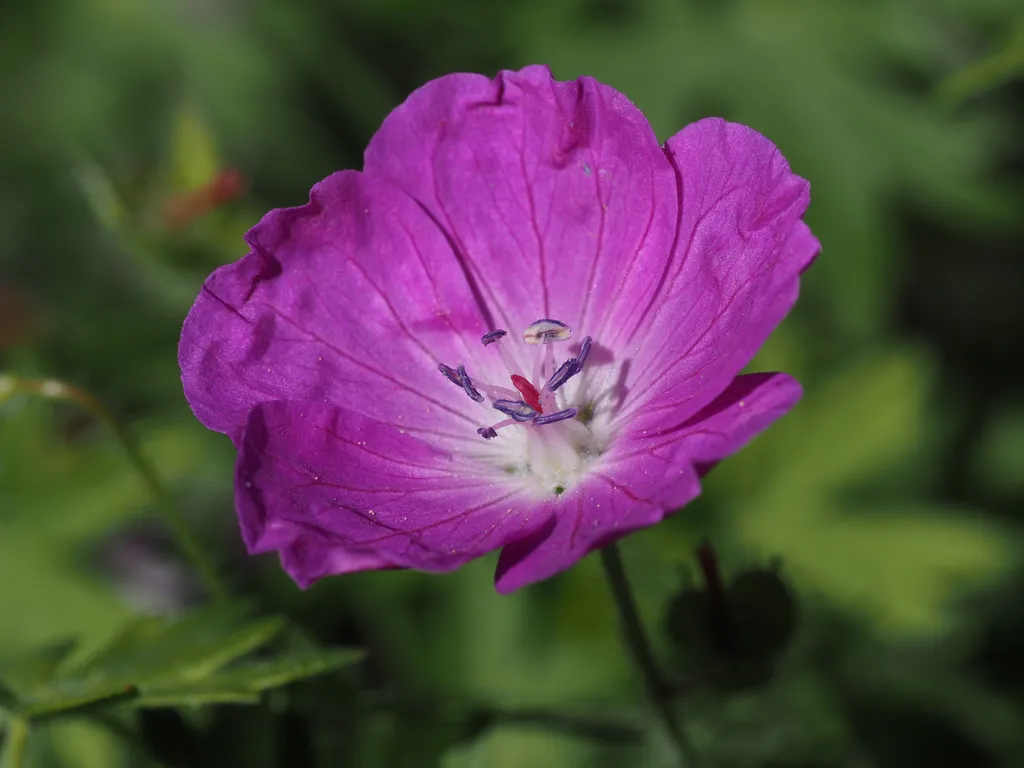 a small pink flower