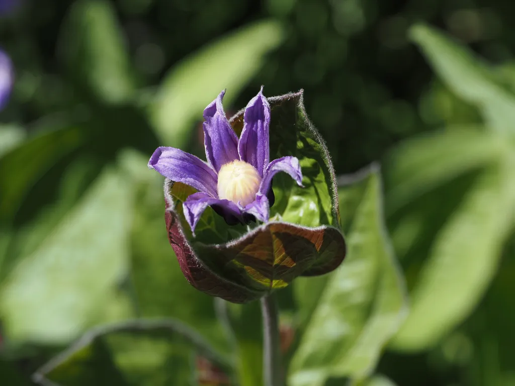 a flower emerging from clam-like leaves