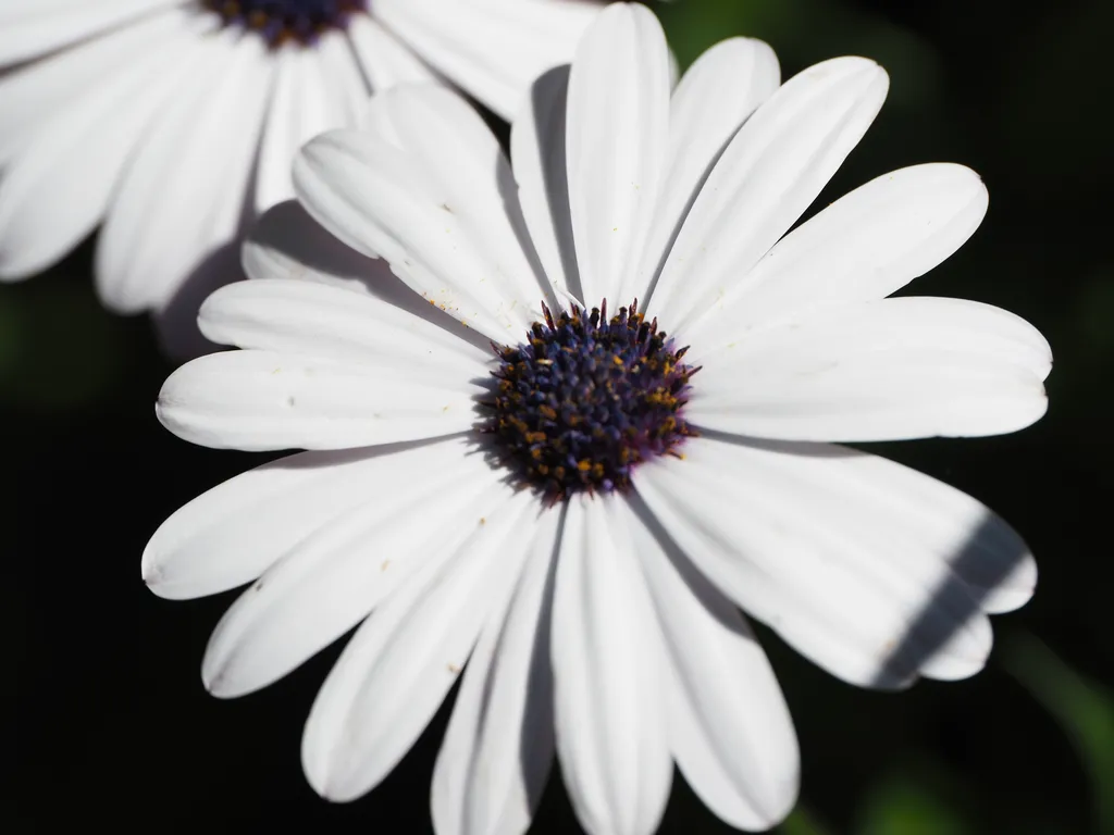 a white flower with a dark center