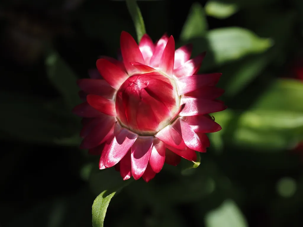 a red flower beginning to open