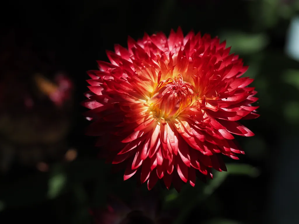 a many-petalled red flower