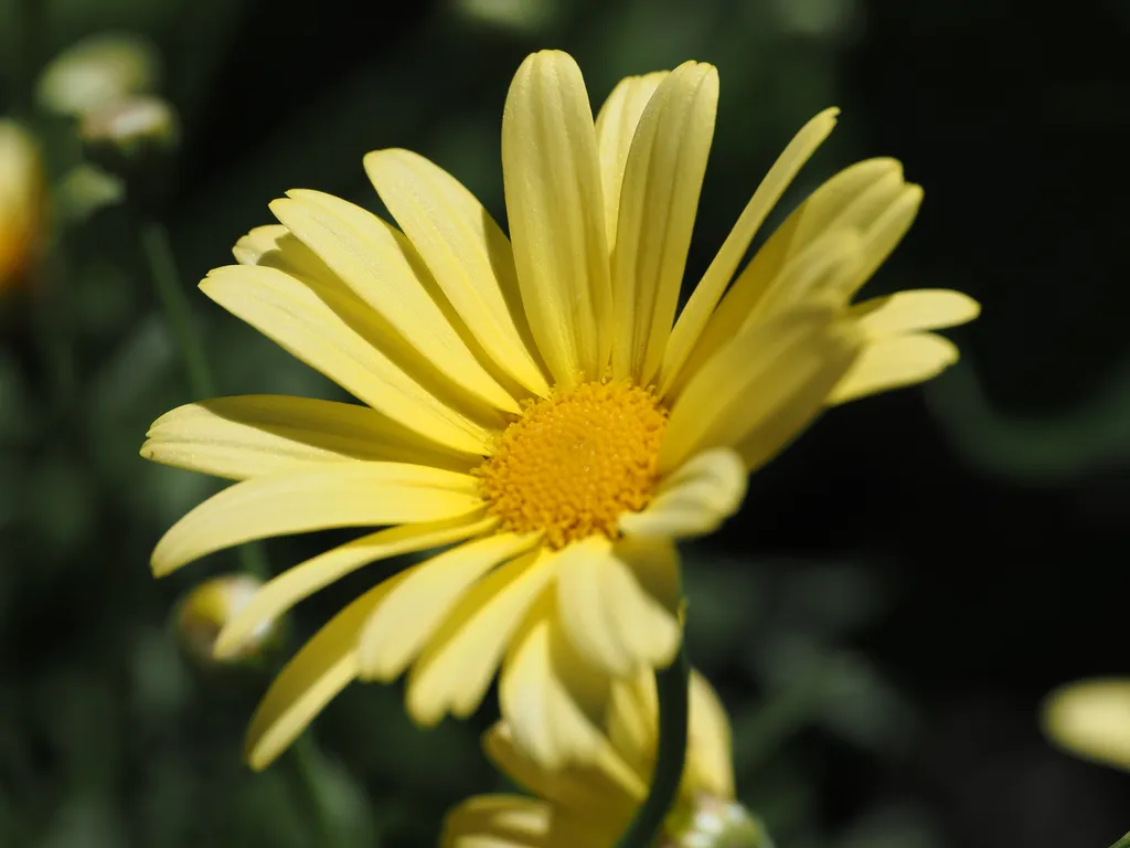 a yellow flower