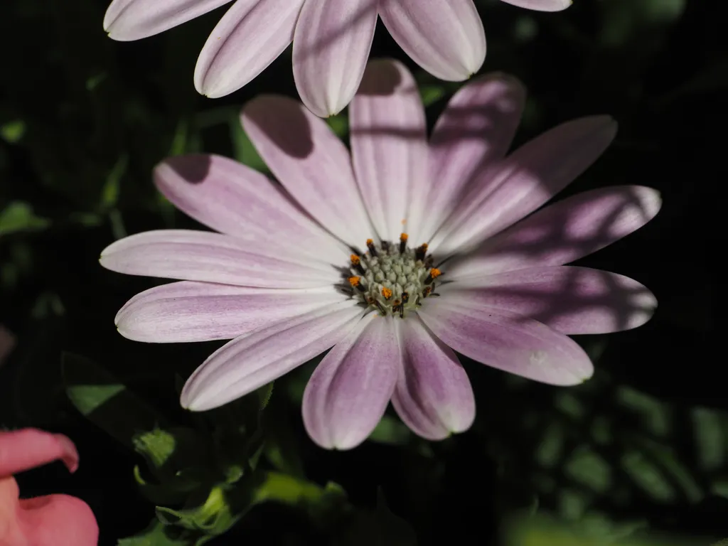 a pink-white flower