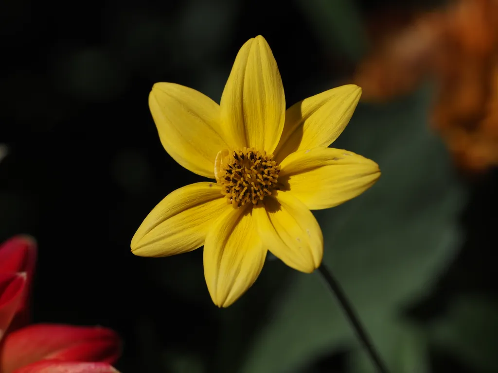 a yellow flower