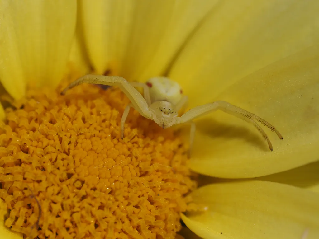 a small spider on a flower