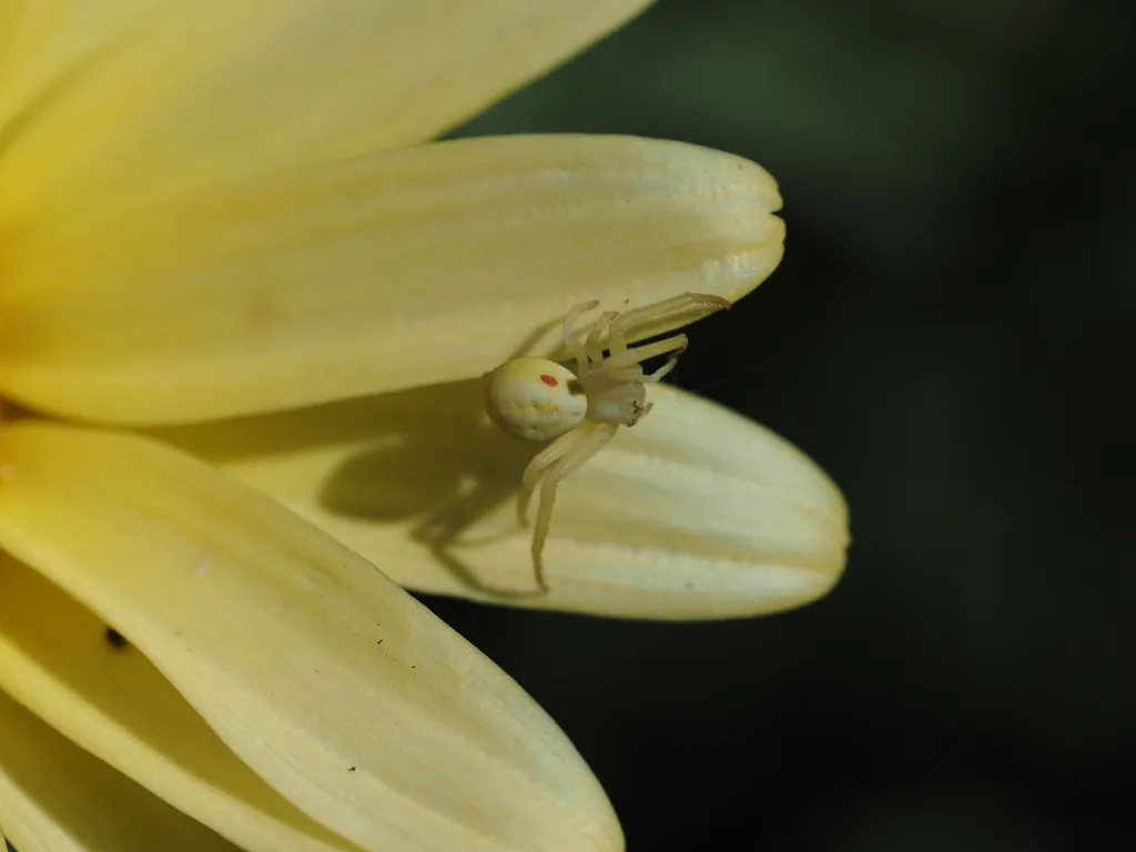 a small spider on a flower