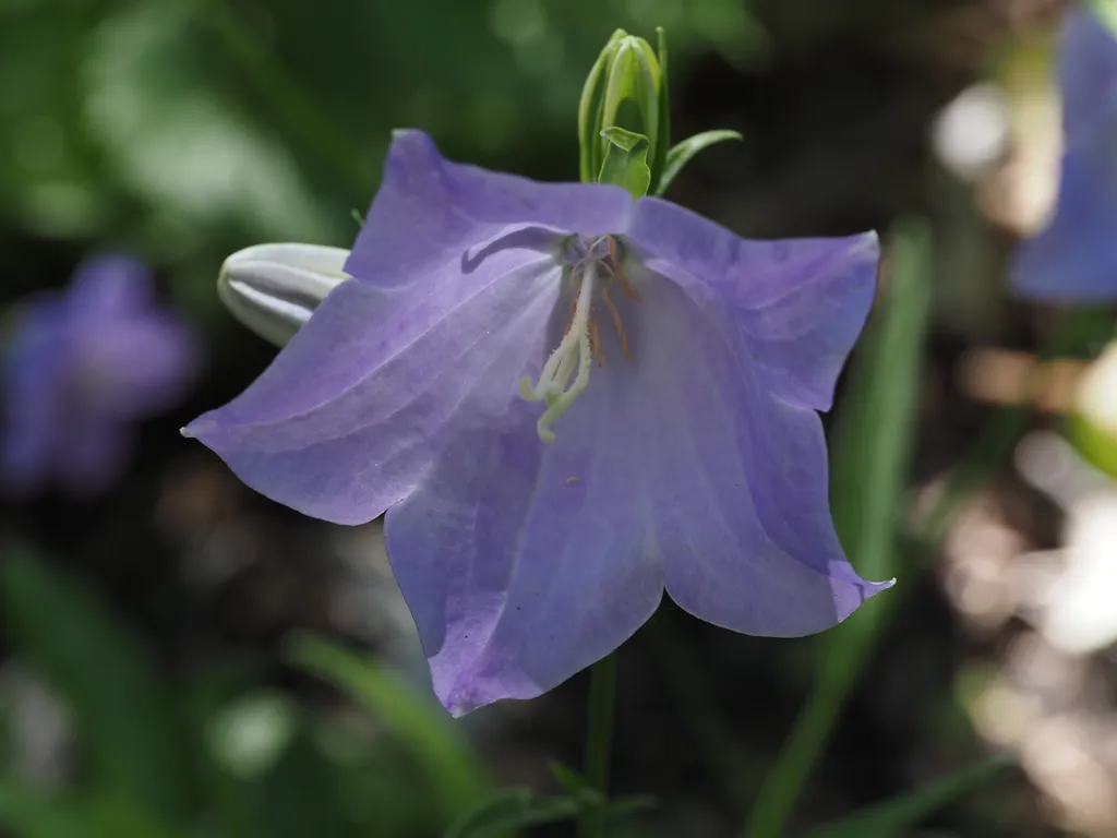 a purple bellflower