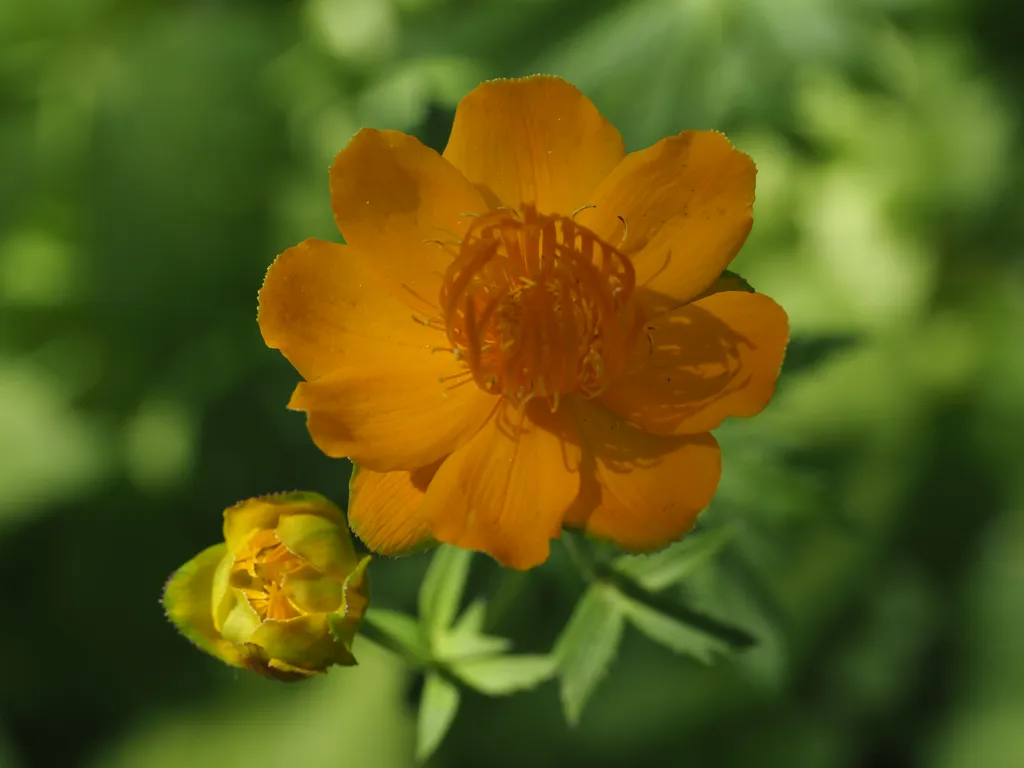 an orange flower