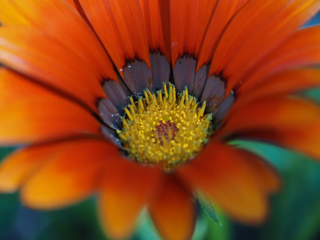 an orange flower