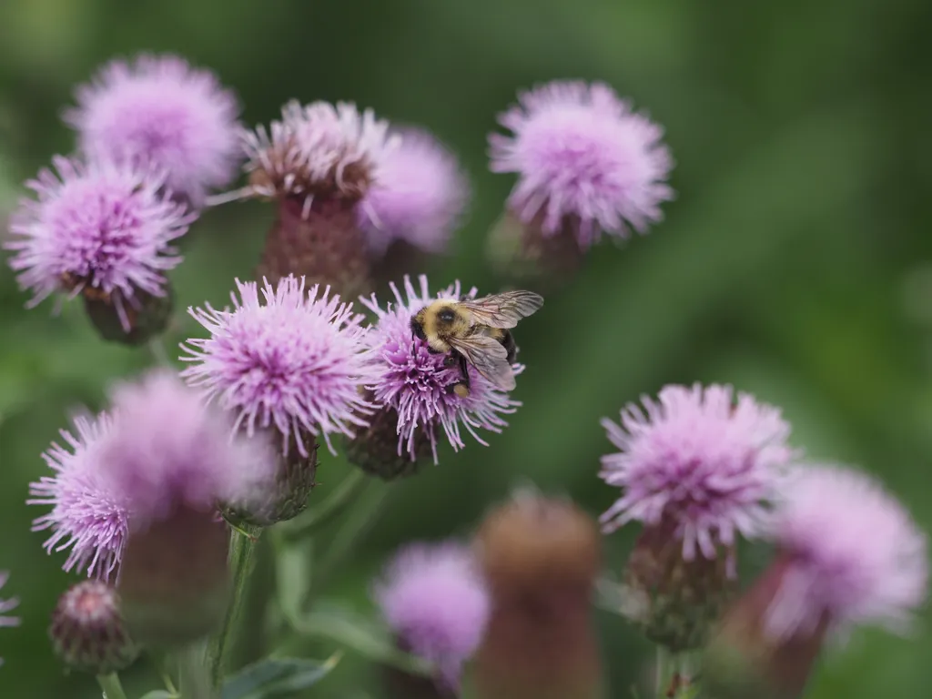 a bee visiting a thistle