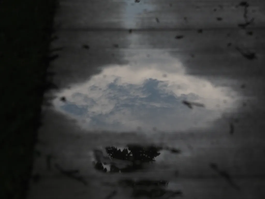 trees and clouds reflected in a puddle