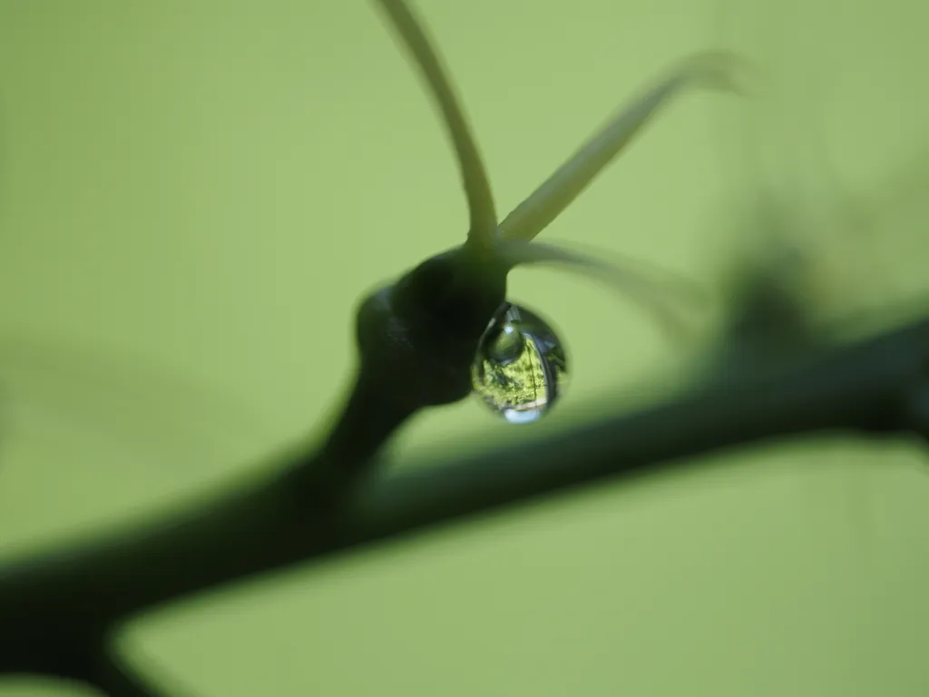 plants visible in a droplet on a plant