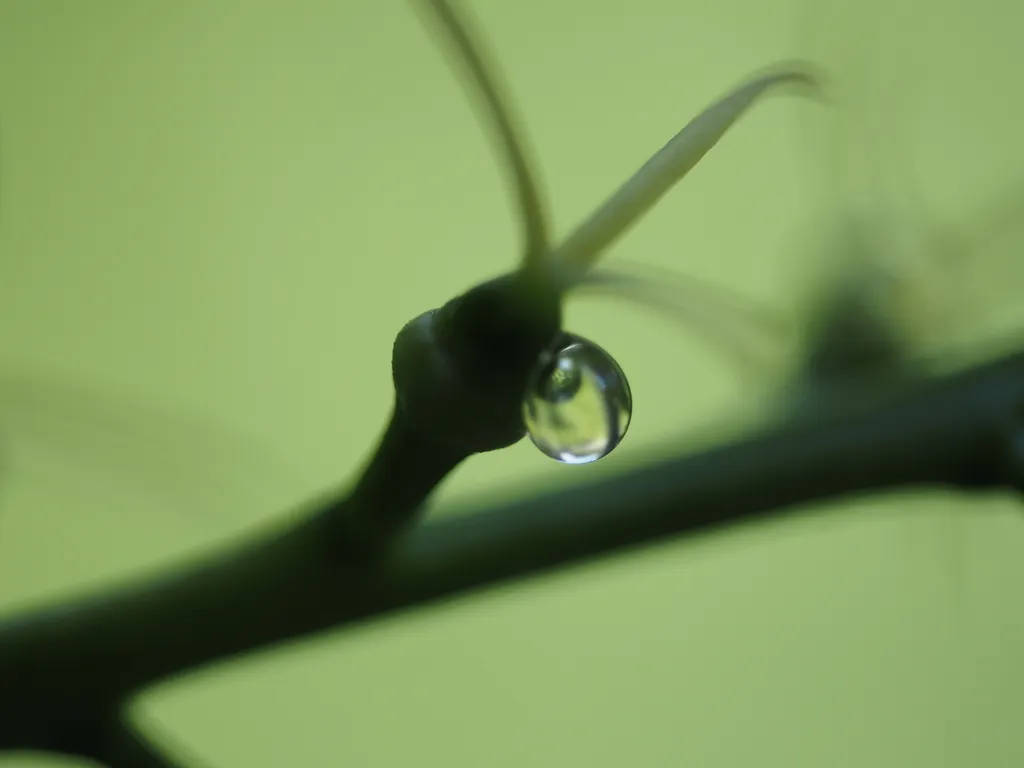 a droplet on a plant