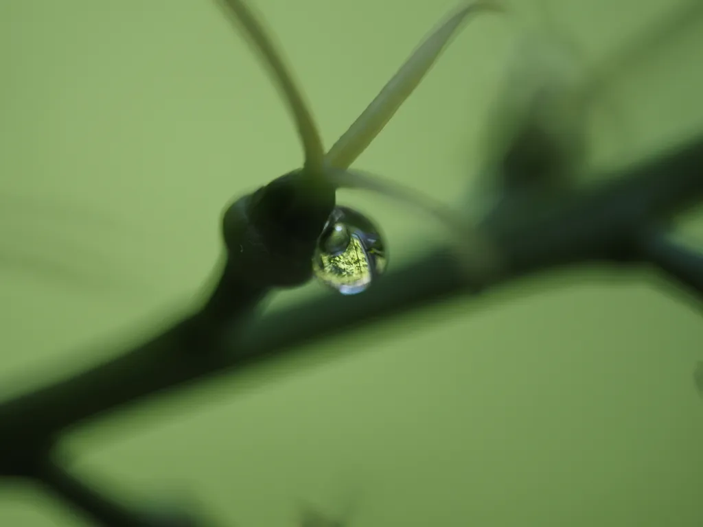 plants refracted in a droplet on a plant