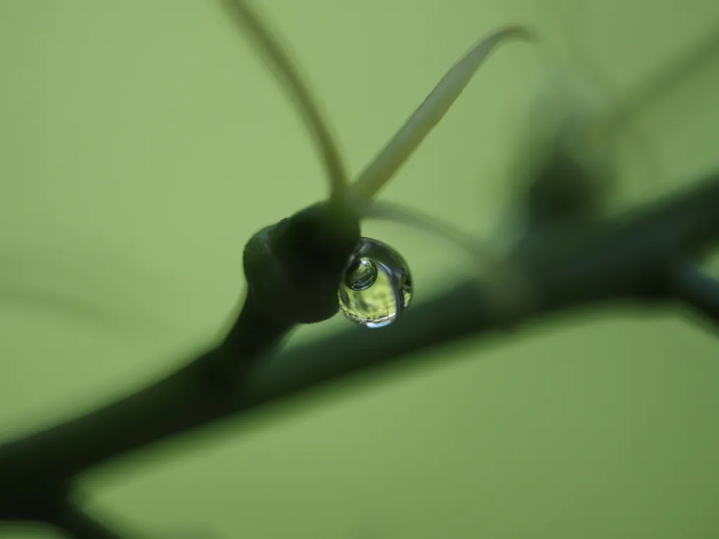 plants refracted in a droplet on a plant