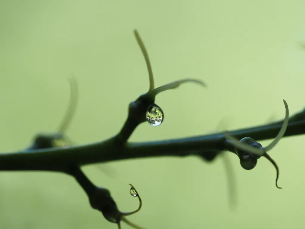 plants visible in a droplet on a plant