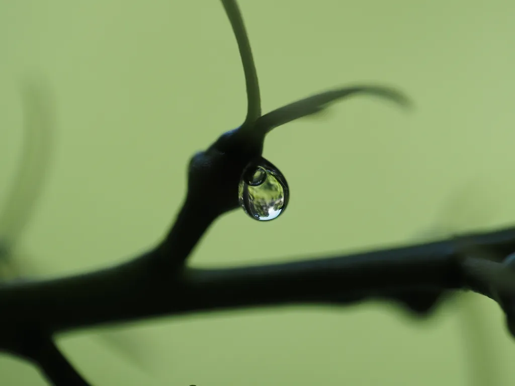 plants visible in a droplet on a plant