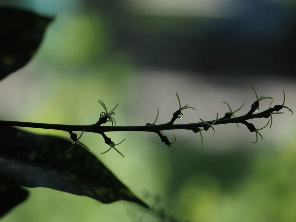 plants visible in a droplet on a plant