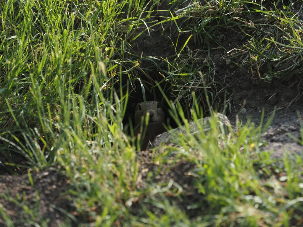 a ground squirrel staring out from their hole