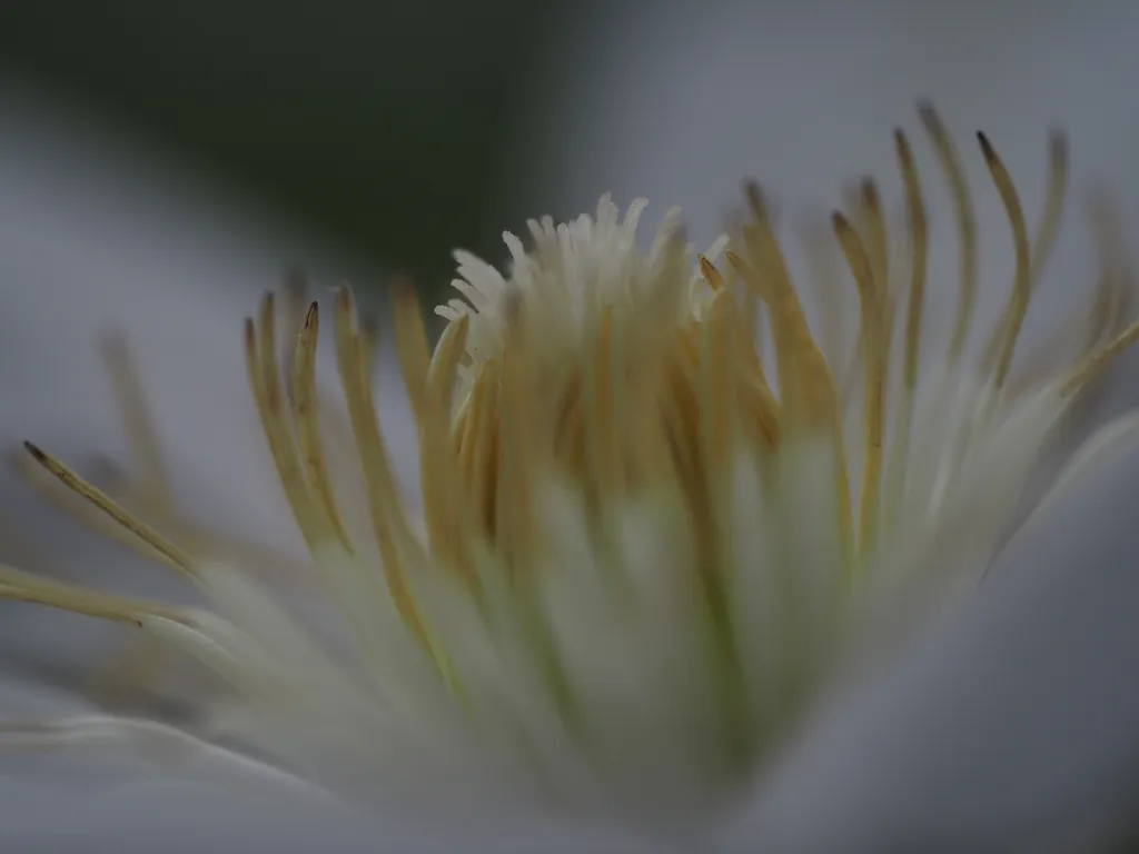 the center of a flower