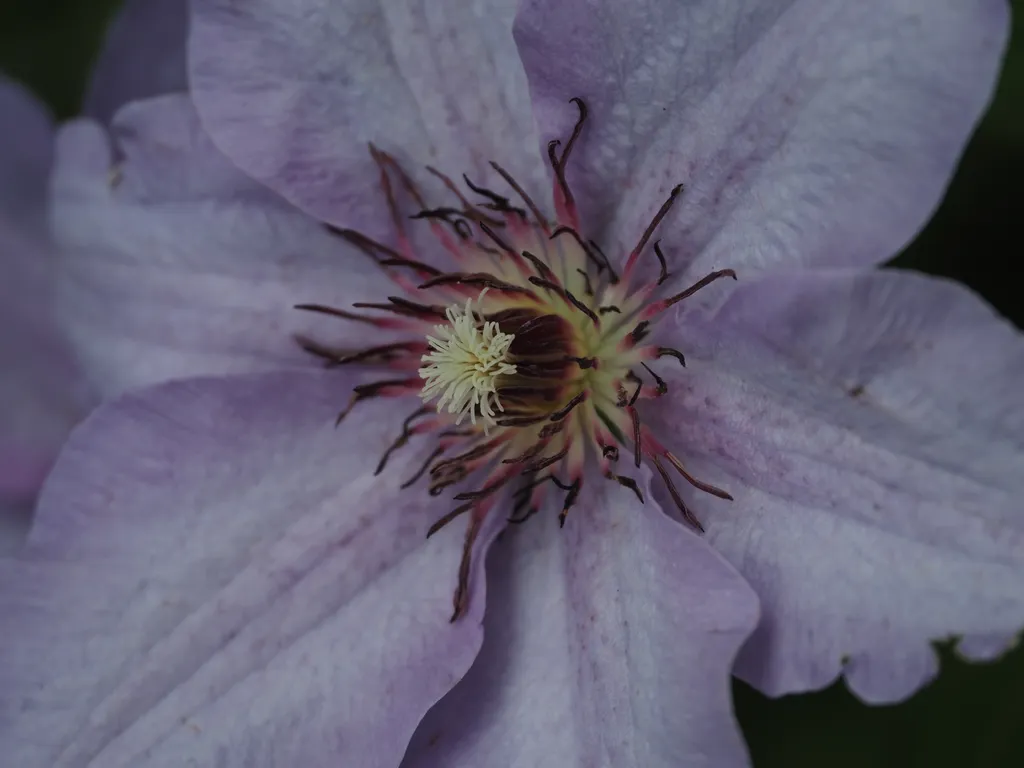 the center of a flower