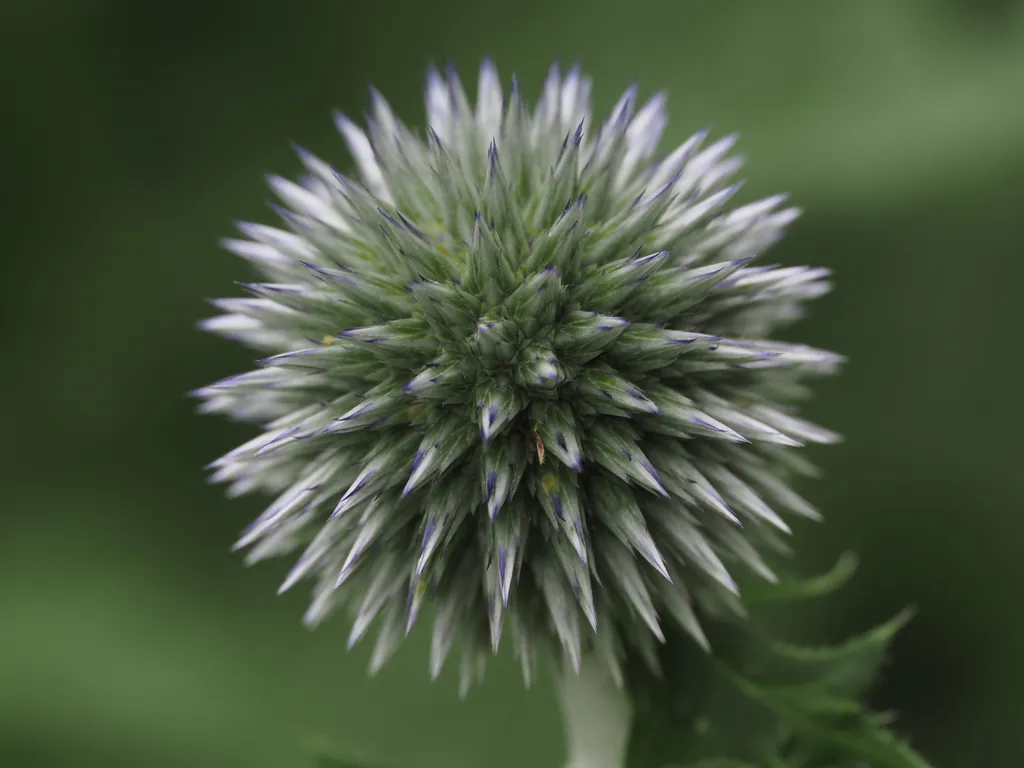 a spiky thistle