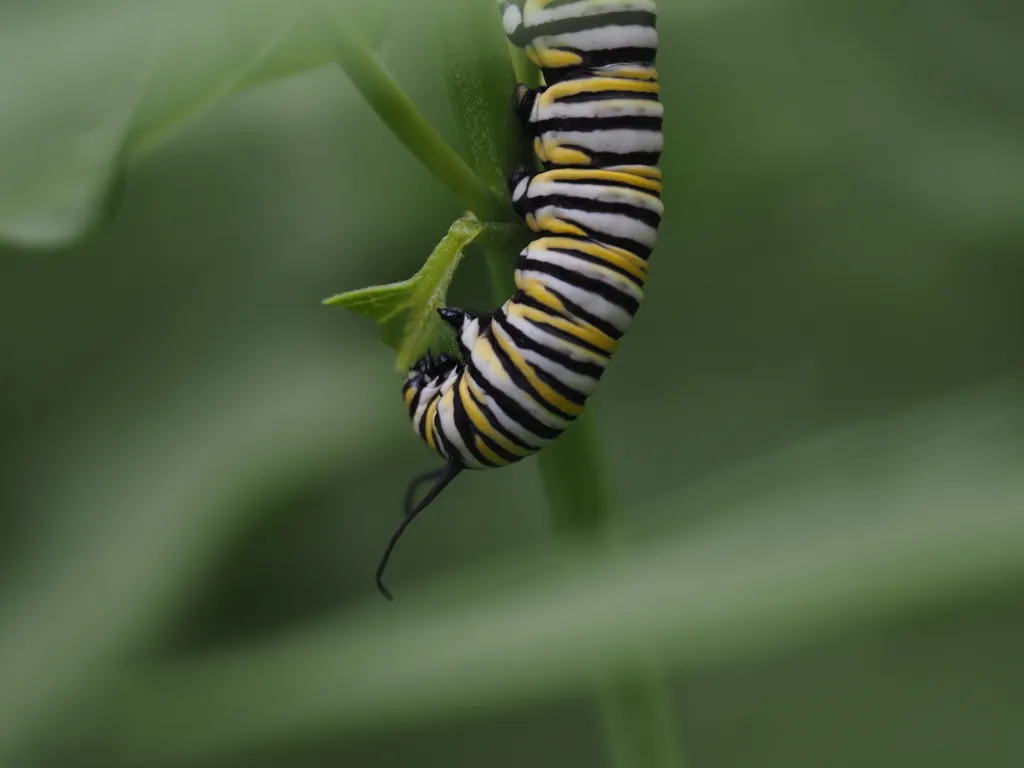 a large striped caterpillar eating a leaf