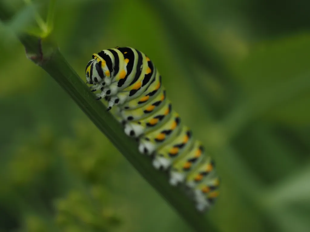 a large striped caterpillar on a leaf