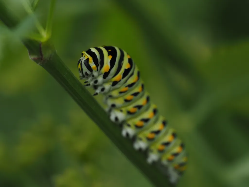 a large striped caterpillar on a leaf