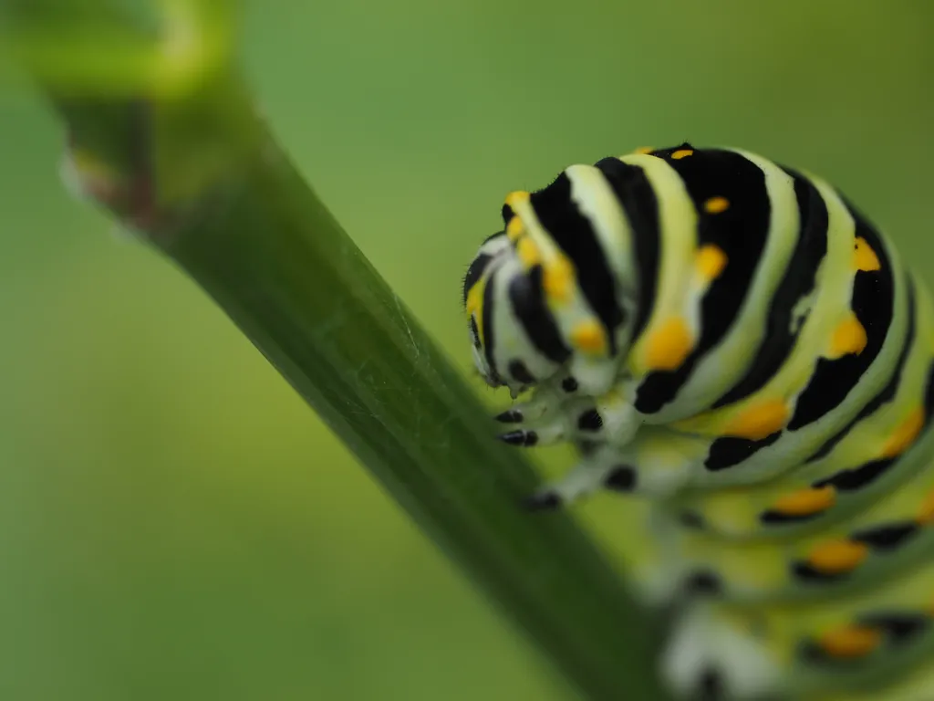 a large striped caterpillar on a leaf