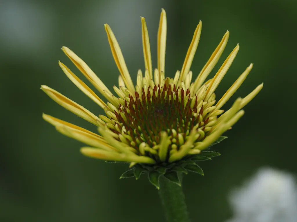 a budding coneflower