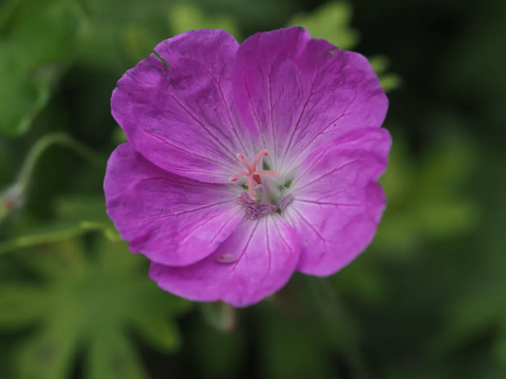 a small pink flower