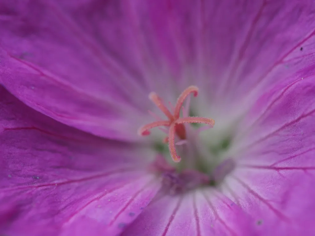 the center of a small pink flower