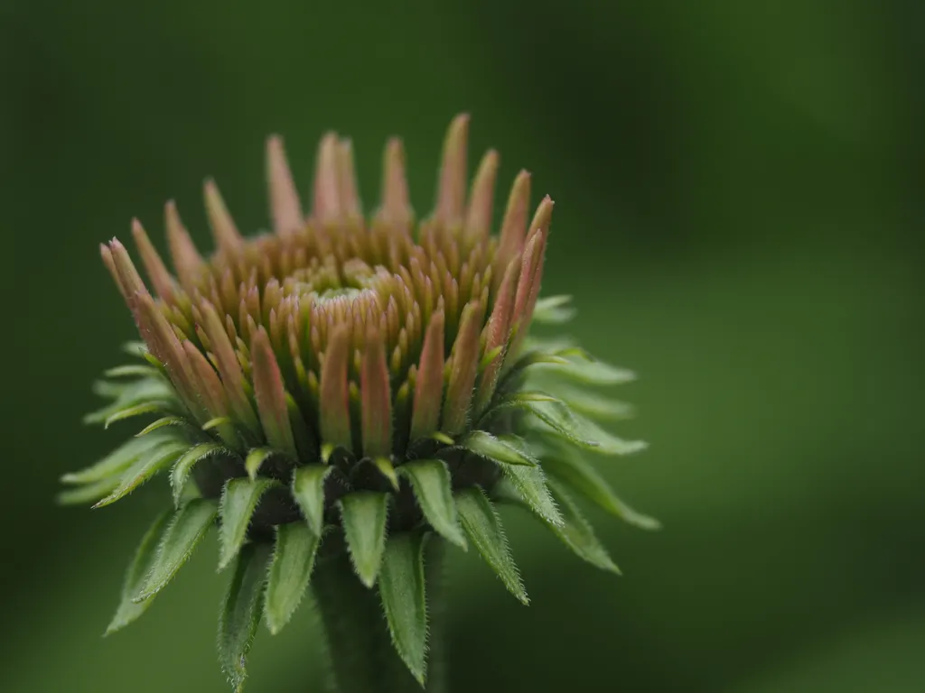 a budding coneflower