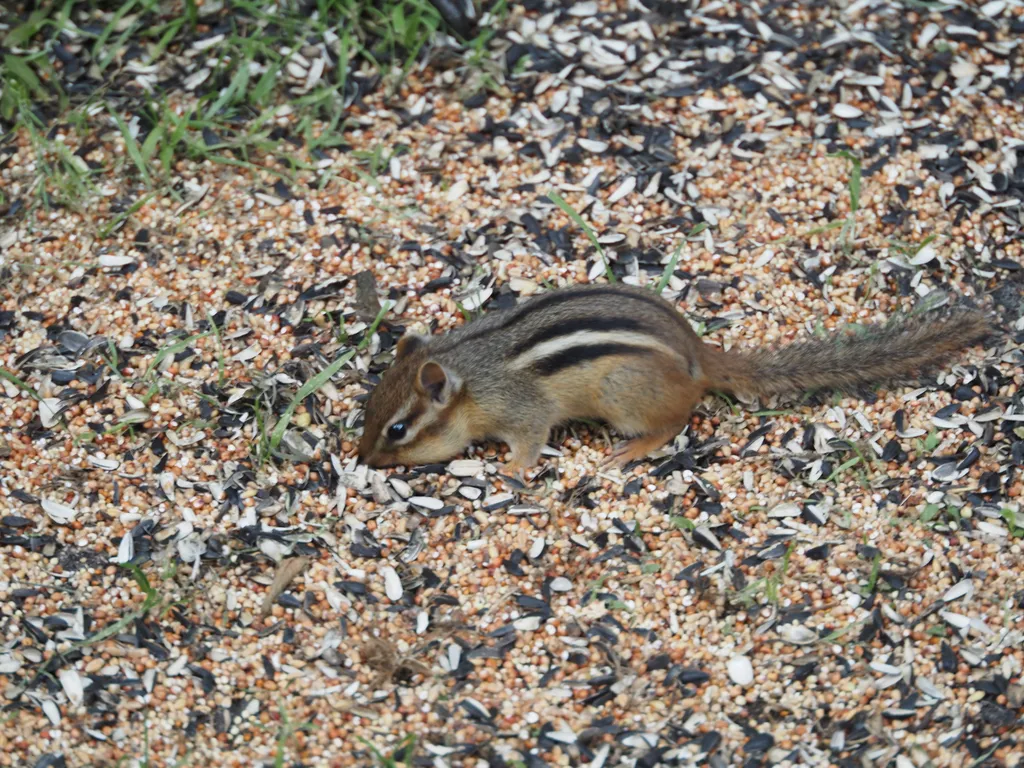 a chipmunk in a pile of bird seed