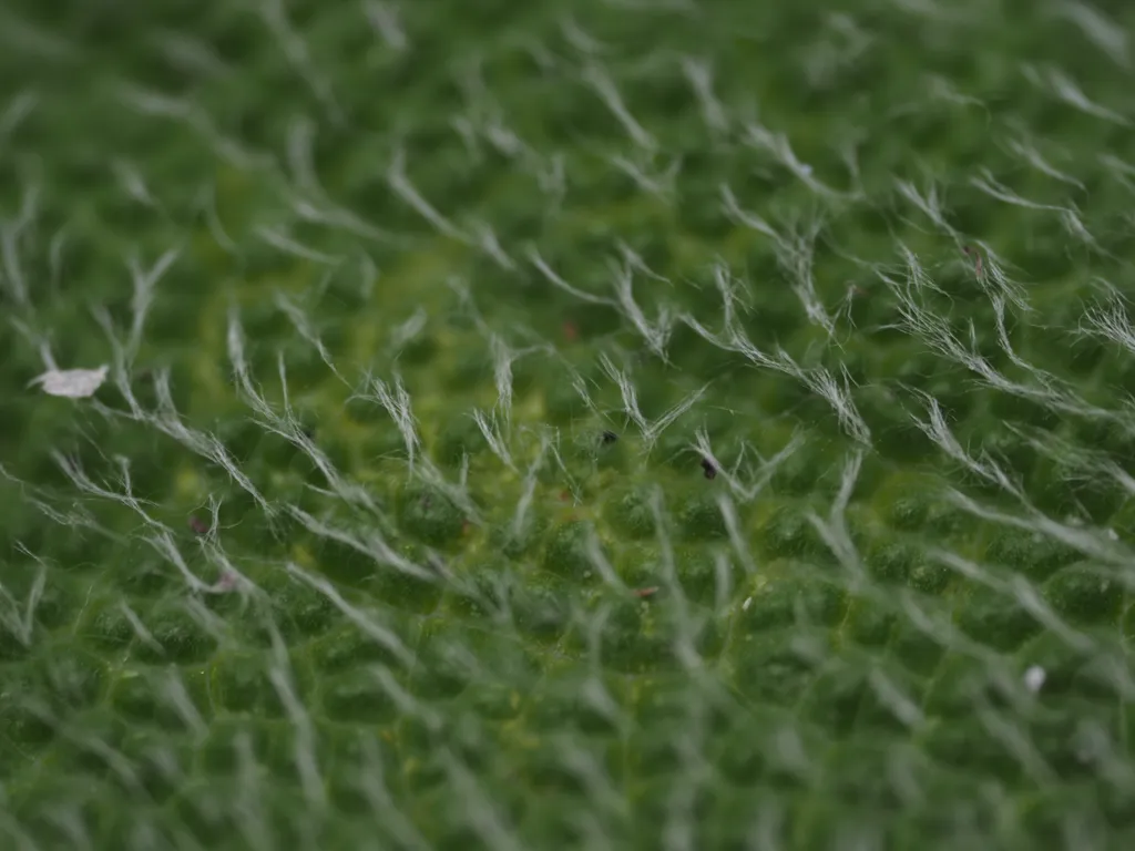 a close-up of a hairy leaf