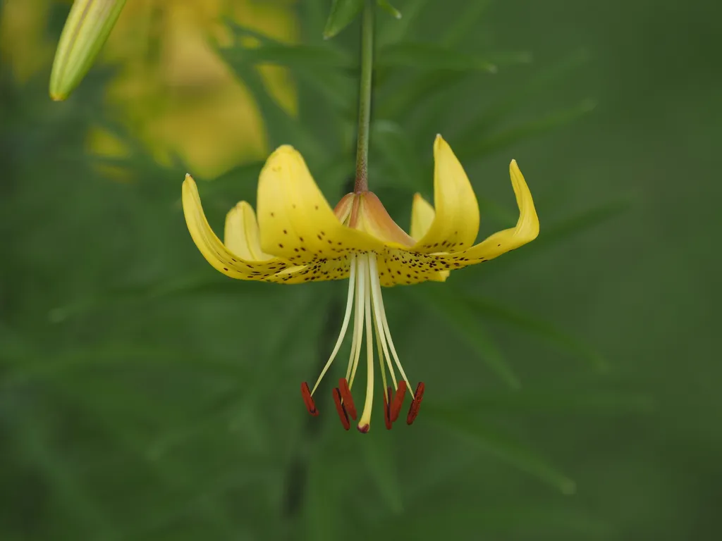 a yellow lily with black spots