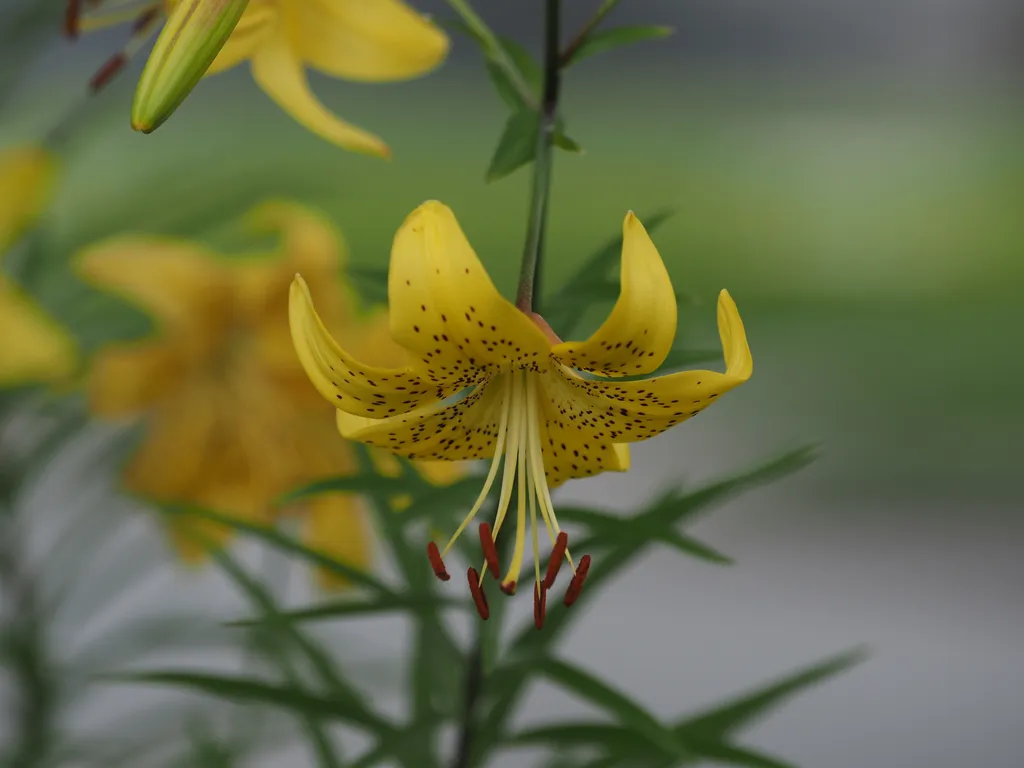 a yellow lily with black spots