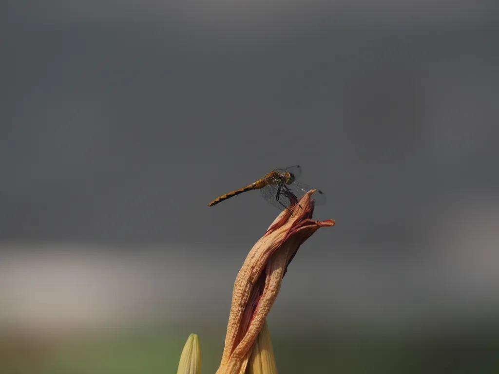 a dragonfly on the end of a wilted flower