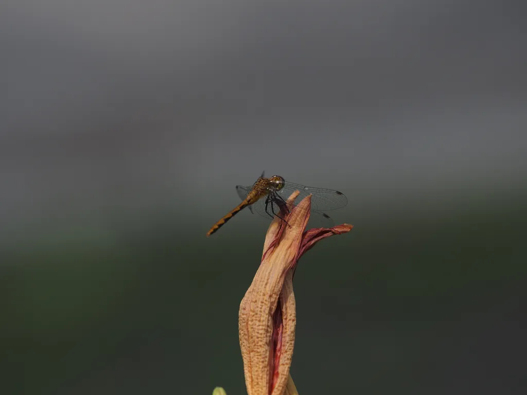 a dragonfly on the end of a wilted flower