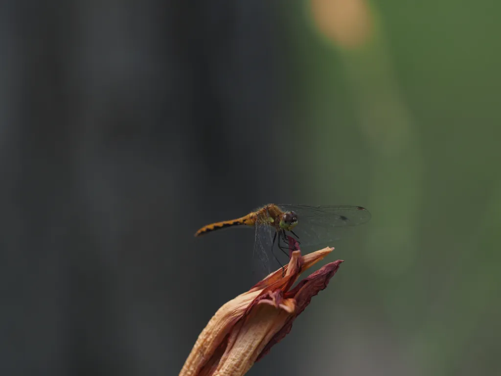 a dragonfly on the end of a wilted flower